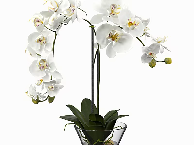 White Orchid Potted Plant With Transparent Glass Vase And Green Leaves 3d model