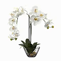 White Orchid Potted Plant With Transparent Glass Vase And Green Leaves