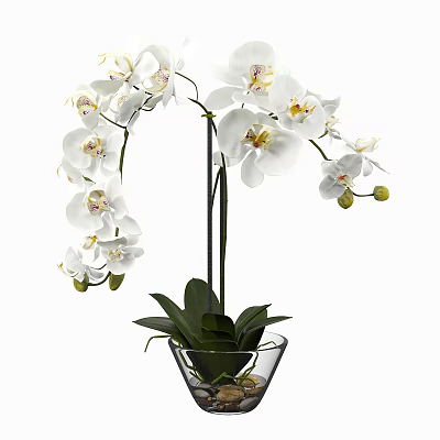 White Orchid Potted Plant With Transparent Glass Vase And Green Leaves 3d model