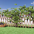 Grape Vines Growing On Wooden Fence With Wicker Basket Grapes Green Grass And Blue Sky