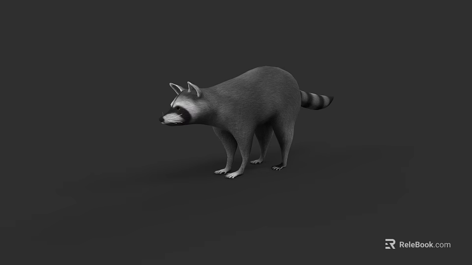 Realistic Raccoon 3D Model Standing With Gray Fur And Striped Tail 3d model 