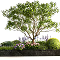 Elegant Plant Combination With Large Tree Purple Pink Flowers Green Shrubs In Black Marble Planter