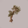 Bush With Twisted Trunk Dense Green Leaves And Exposed Roots In Blue Background