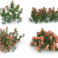Vibrant Garden Shrubs Featuring Green Foliage And Orange Flowers In Diverse Shapes