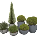 Various Shaped Potted Bonsai Trees With White And Gray Ceramic Pots