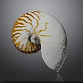 Nautilus Shell With Orange And White Striped Spiral On Gray Background