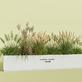 combination of flowers and plants combination of plants green plants potted reed dogtail grass 3d model