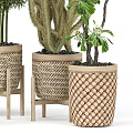 Bonsai Potted Plants In Woven Planters With Wooden Stands And Various Patterns