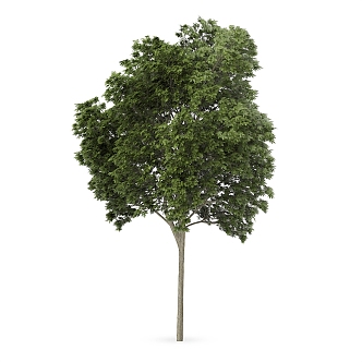 Plant Tree Outdoor Landscape Tree Garden Landscape Tree 3d model