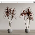 Potted Bonsai Plants With Red And Green Leaves Slender Stems In Gray Concrete Pots