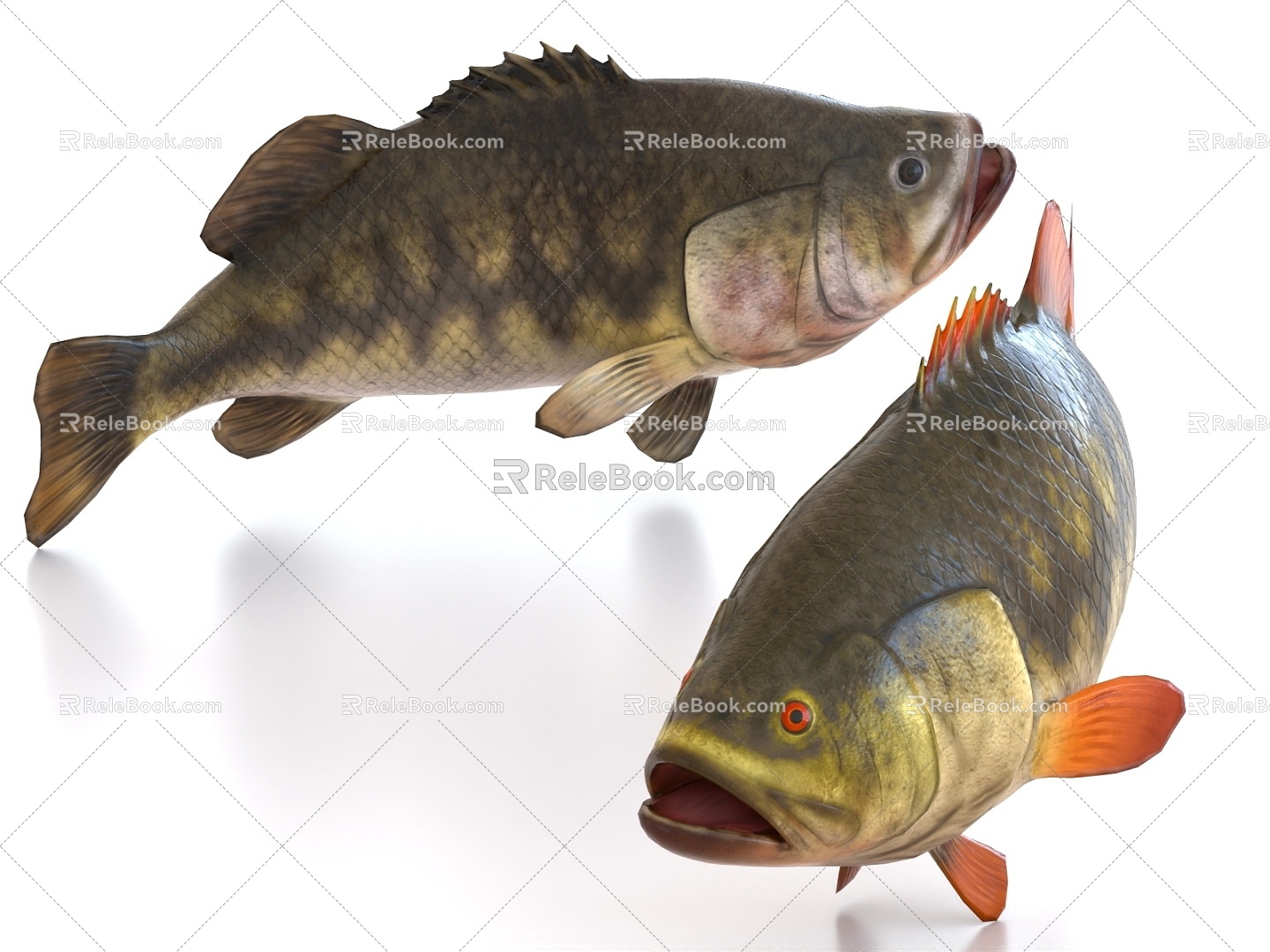 perch largemouth bass grass carp carp 3d model