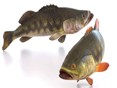 Two Lifelike Freshwater Fish With Dark Spots Orange Fins And Red Eyes 3d model