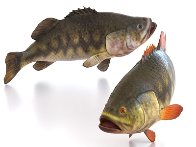 perch largemouth bass grass carp 3d model