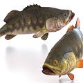 perch largemouth bass grass carp carp 3d model