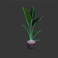 Green Leafy Indoor Plant With Large Leaves In Gray Pot For Home Decor