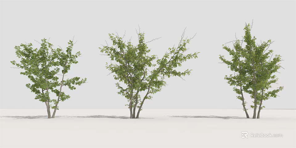 Three Green Leafy Trees With Natural Canopy And Slender Trunks 3d model