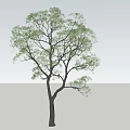 Detailed Natural Arbor Featuring Dark Trunk And Green Lush Foliage Isolated On Light Background