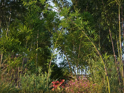 Arbor With Bamboo Stems Green Foliage Red Leaves And Pink Blossoms 3d model