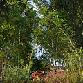 Arbor With Bamboo Stems Green Foliage Red Leaves And Pink Blossoms