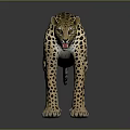 Realistic Leopard with Black Spots Standing in Gray Background Showing Reflection 3d model