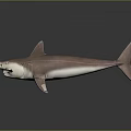 Realistic Detailed Brown Shark Model Displayed On Black Background With Reflection 3d model