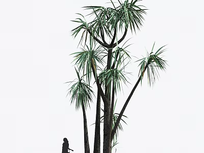 Tall Arbor With Long Palm Like Leaves And Person Silhouette Nearby 3d model
