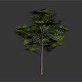 Lush Green Tree With Vibrant Green Leaves And Brown Trunk Against Gray Background