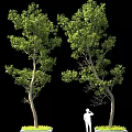 Two Trees With Lush Green Foliage And White Figure On Black Background