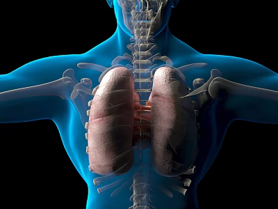 Detailed 3D Medical Visualization Of Human Brain With Skull And Cerebral Structures 3d model