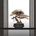 Bonsai Tree With Twisted Trunk And Curved Branches In Black Pot On Wooden Shelf With Vertical Slats