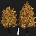 Two Yellow Leaf Trees Plant Combination With Golden Foliage And Human Silhouette