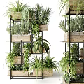 Hanging Basket Plants in Wooden Pots on Metal Shelves with Green Ferns and Trailing Vines