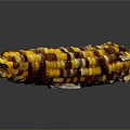 Fresh Multicolored Corn Ear with Yellow Purple and Brown Kernels on Black Background