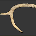 Detailed Deer Antler Organ With Natural Texture Isolated On Dark Background