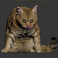 Orange Tabby Cat With Green Eyes And Pink Tongue On Dark Shiny Surface