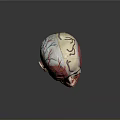 Human Head Anatomical Model Displaying Internal Organs Muscles Vessels and Hair Follicle Systems