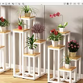 Various Potted Plants Displayed On White Wooden Stands With Green Leaves Red Flowers