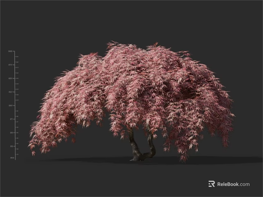 Ornamental Pink Leaf Tree With Umbrella Shaped Canopy And Double Trunk 3d model 