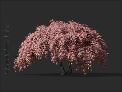 Ornamental Pink Leaf Tree With Umbrella Shaped Canopy And Double Trunk 3d model