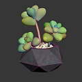 Decorative Green Clustered Succulent Plant in Modern Black Geometric Vase with Plump Leaves