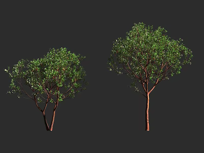 Two Tall Arbor Trees With Green Leaves And Brown Trunks On Dark Background 3d model