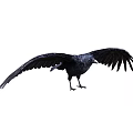 Black Crow As Flying Animal Showing Spread Wings And Standing Posture