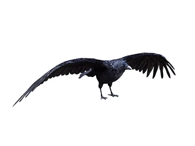 Black Crow As Flying Animal Showing Spread Wings And Standing Posture 3d model