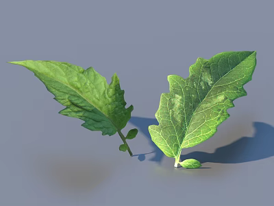 Fresh Green Leaves With Serrated Edges Visible Veins And Shadows On Gray Background 3d model