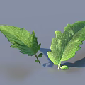 Fresh Green Leaves With Serrated Edges Visible Veins And Shadows On Gray Background