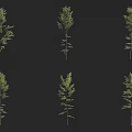 Arbor Trees With Green Foliage And Slender Trunks In Various Forms 3d model