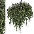 Lush Green Hanging Basket Plants With Trailing Vines And Foliage