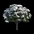 Three Arbor Trees With White Blooms In Various Sizes On Black Background 3d model