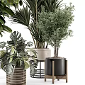 Indoor Decorative Potted Plants With Various Green Foliage And Different Pots