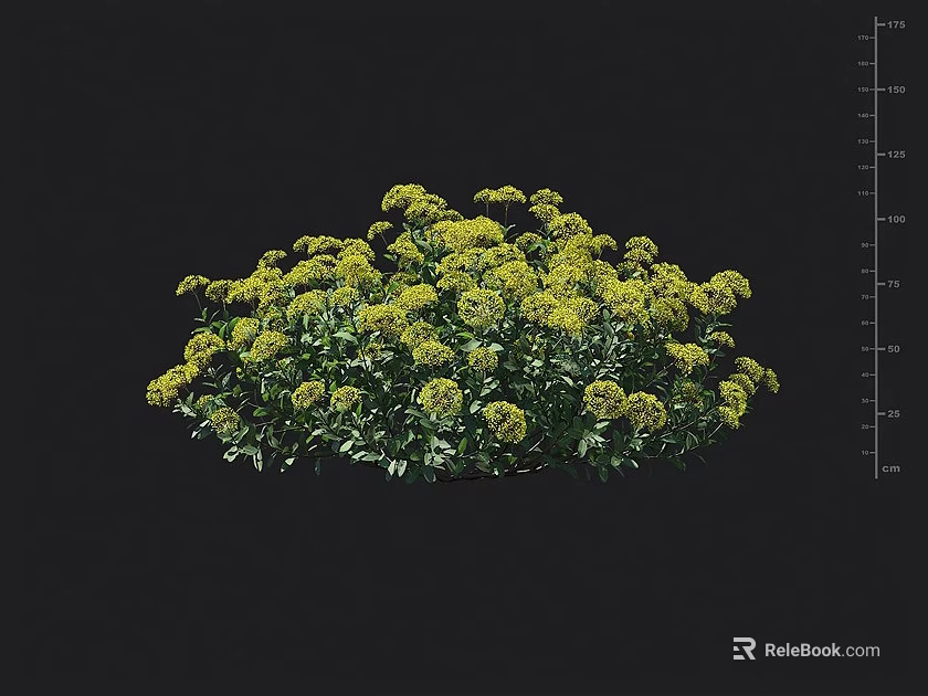 Yellow Flower Plant with Green Leaves and Growing Height Range from 50 to 150 cm 3d model 